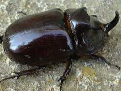 Mnnchen des Nashornkfers